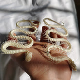 Snake Full-Body Skeleton Specimen | Ornament | Decoration | Collectible | Art Display  40 cm ≈ 15.8 inch